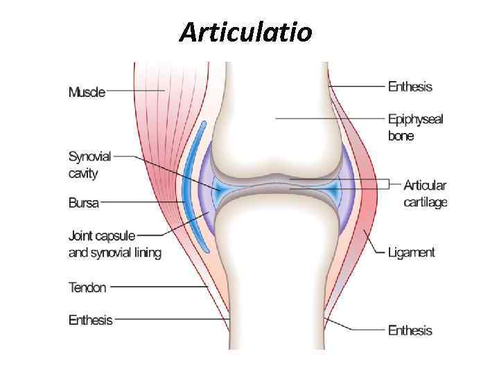 Articulatio 