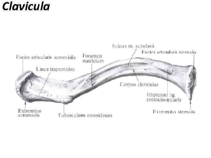 Clavicula 