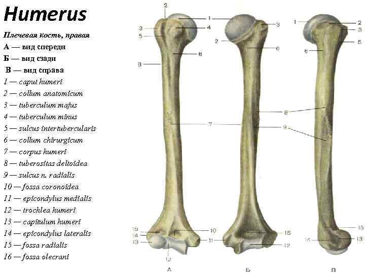 Humerus Плечевая кость, правая А — вид спереди Б — вид сзади В —