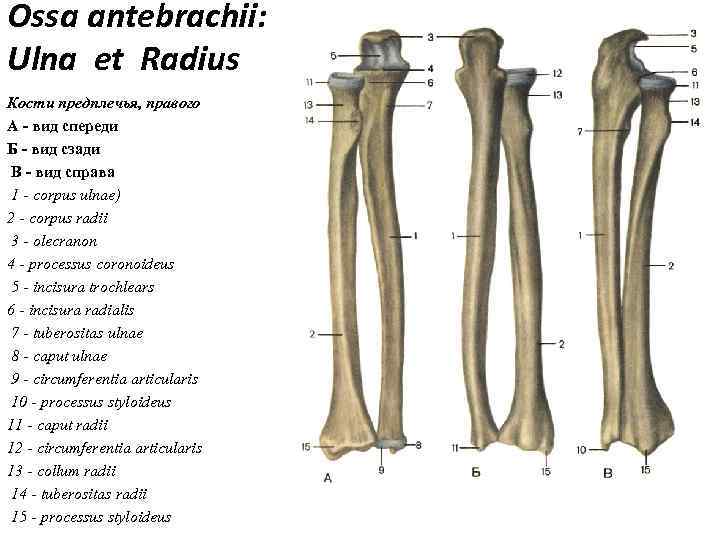 Ossa antebrachii: Ulna et Radius Кости предплечья, правого А - вид спереди Б -