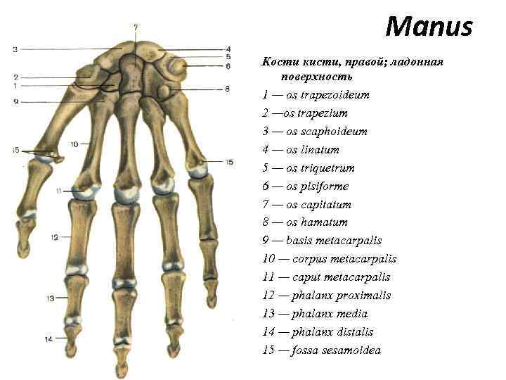 Manus Кости кисти, правой; ладонная поверхность 1 — os trapezoideum 2 —os trapezium 3