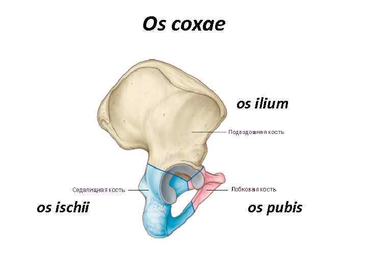 Os coxae os ilium os ischii os pubis 