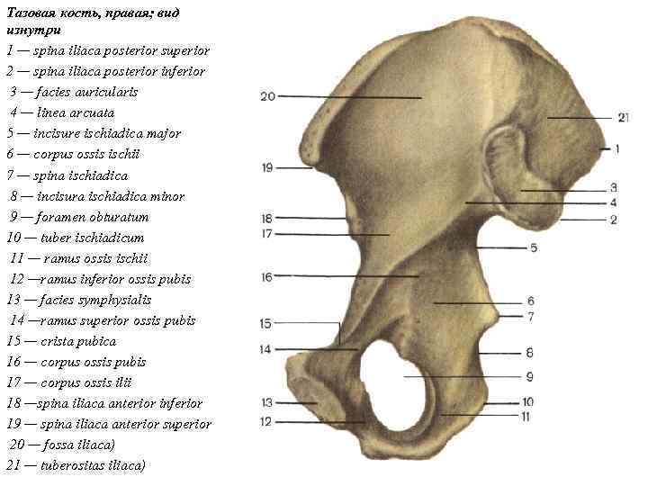 Тазовая кость, правая; вид изнутри 1 — spina iliaca posterior superior 2 — spina