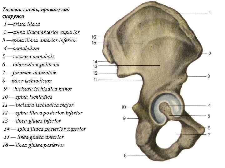 Тазовая кость, правая; вид снаружи 1 —crista iliaca 2 —spina iliaca anterior superior 3