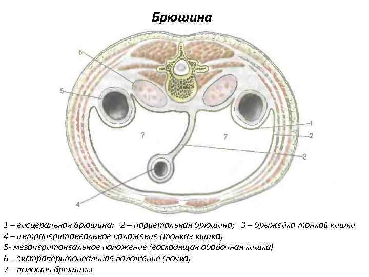 Брюшина 1 – висцеральная брюшина; 2 – париетальная брюшина; 3 – брыжейка тонкой кишки