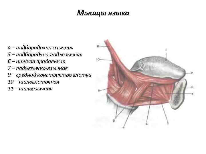 В состав какого органа входят мышечные клетки изображенные на рисунке языка двуглавой мышцы