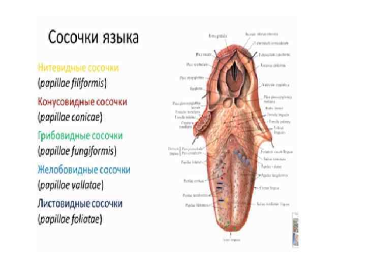 Корень языка где находится у человека фото