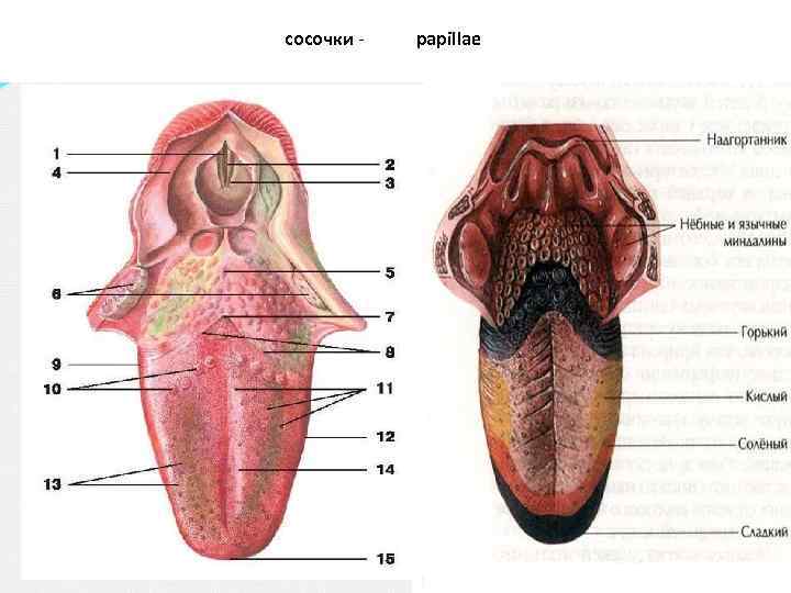 сосочки - papillae 