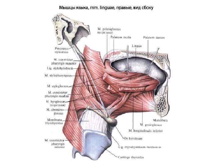Мышцы языка анатомия картинки