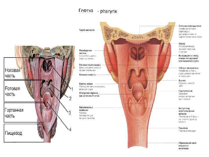 Глотка - pharynx 