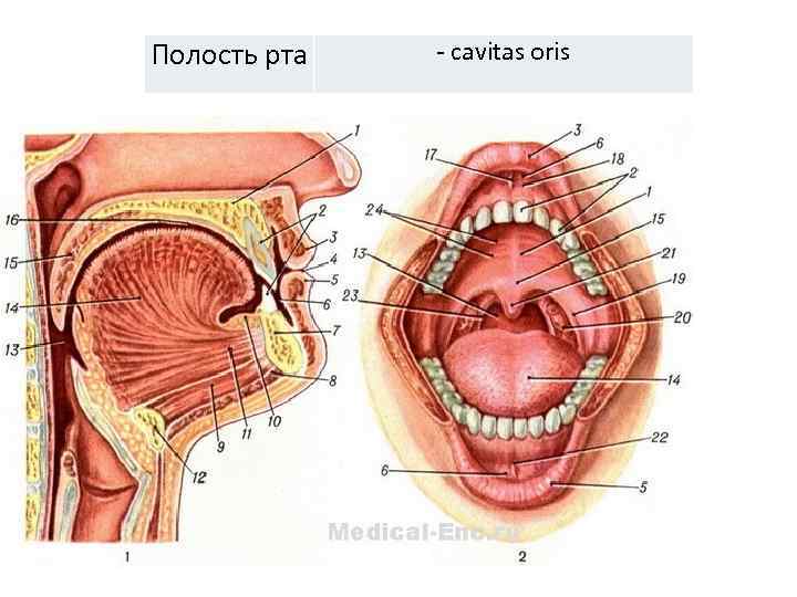 Полость рта - cavitas oris 