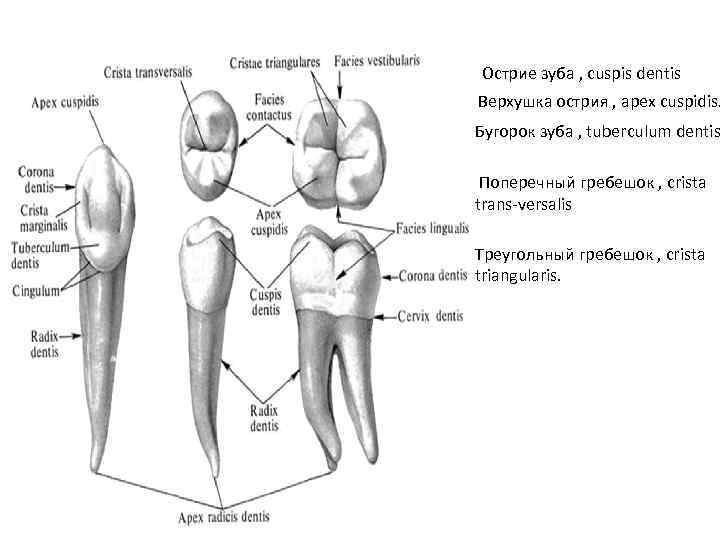 Острие зуба , cuspis dentis Верхушка острия , apex cuspidis. Бугорок зуба , tuberculum