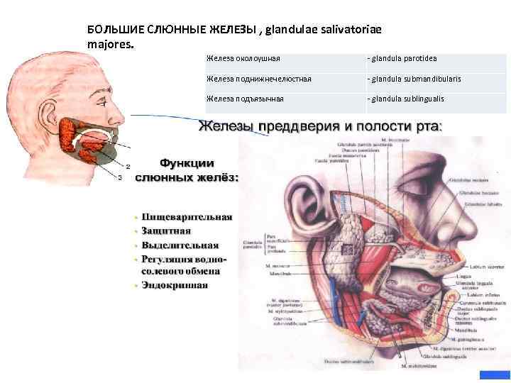 БОЛЬШИЕ СЛЮННЫЕ ЖЕЛЕЗЫ , glandulae salivatoriae majores. Железа околоушная - glandula parotidea Железа поднижнечелюстная