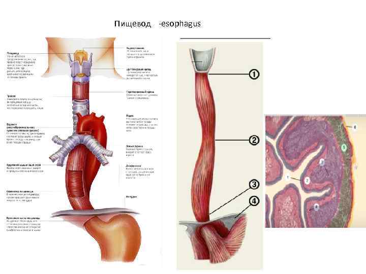 Пищевод -esophagus 