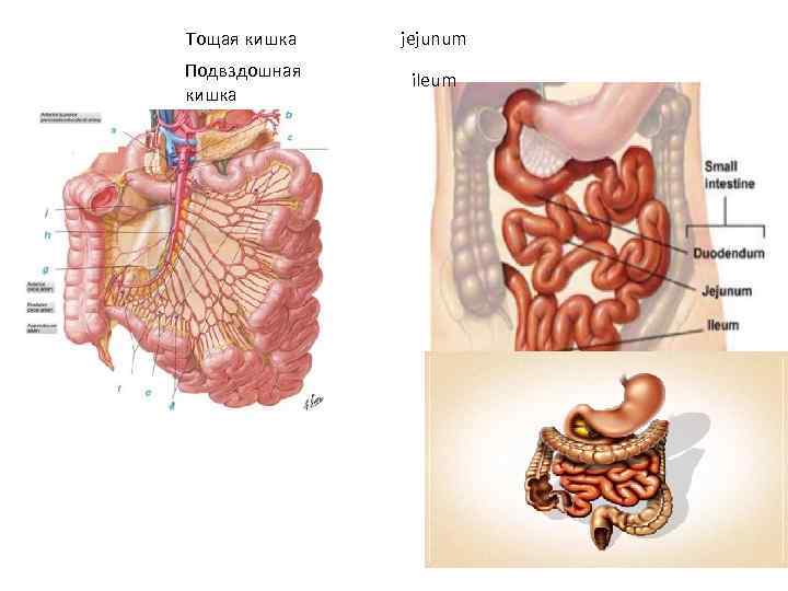 Тощая кишка jejunum Подвздошная кишка ileum 