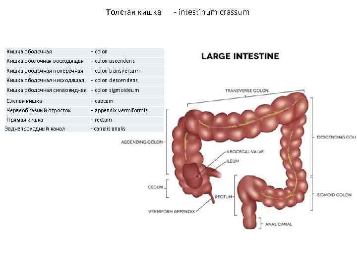 Толстая кишка Кишка ободочная - colon Кишка оболочная восходящая - colon ascendens Кишка ободочная