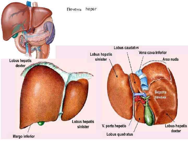 Печень hepar 