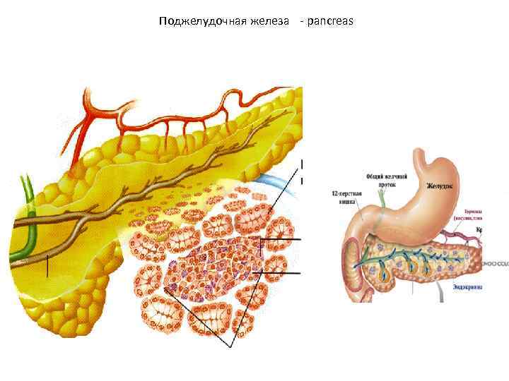 Поджелудочная железа - pancreas 