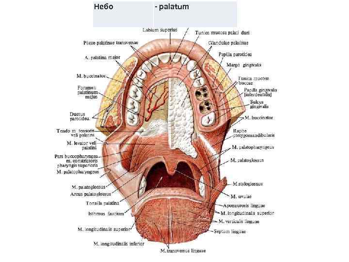 Небо - palatum 