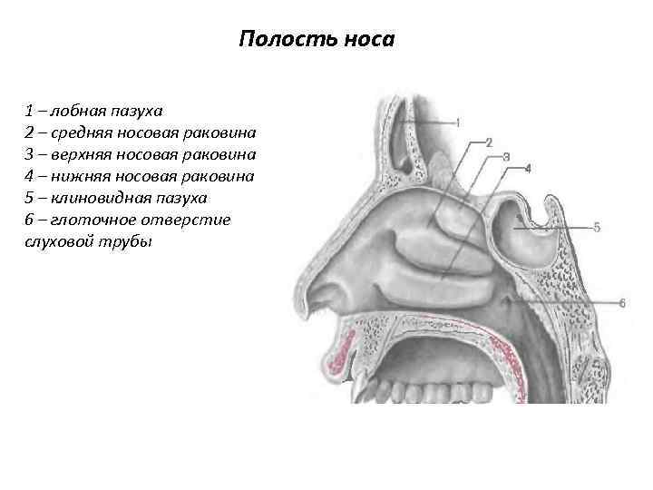 Полость носа 1 – лобная пазуха 2 – средняя носовая раковина 3 – верхняя