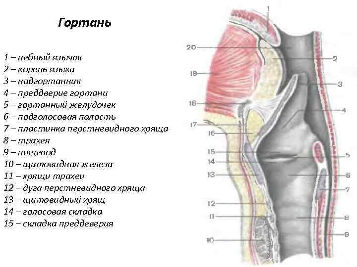 Какую функцию выполняет надгортанник