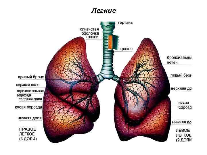 Легкие 