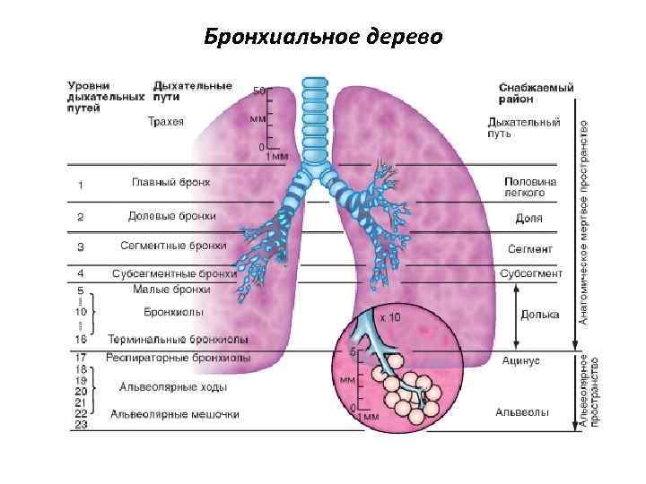 Бронхиальное дерево 