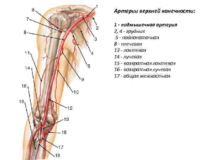 Артерии верхней конечности: 1 - подмышечная артерия 2, 4 - грудные 5 - подлопаточная