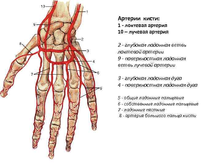 Артерии кисти: 1 - локтевая артерия 10 – лучевая артерия 2 - глубокая ладонная