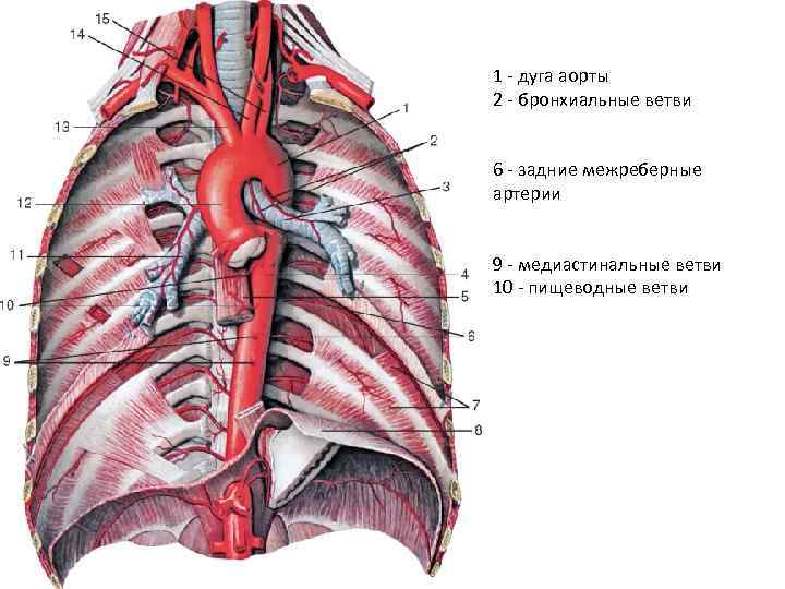 1 - дуга аорты 2 - бронхиальные ветви 6 - задние межреберные артерии 9