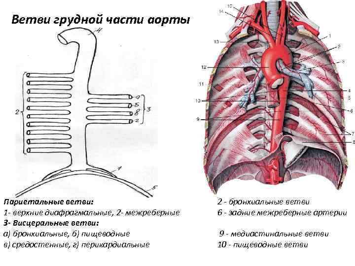 Ветви грудной части аорты Париетальные ветви: 1 - верхние диафрагмальные, 2 - межреберные 3