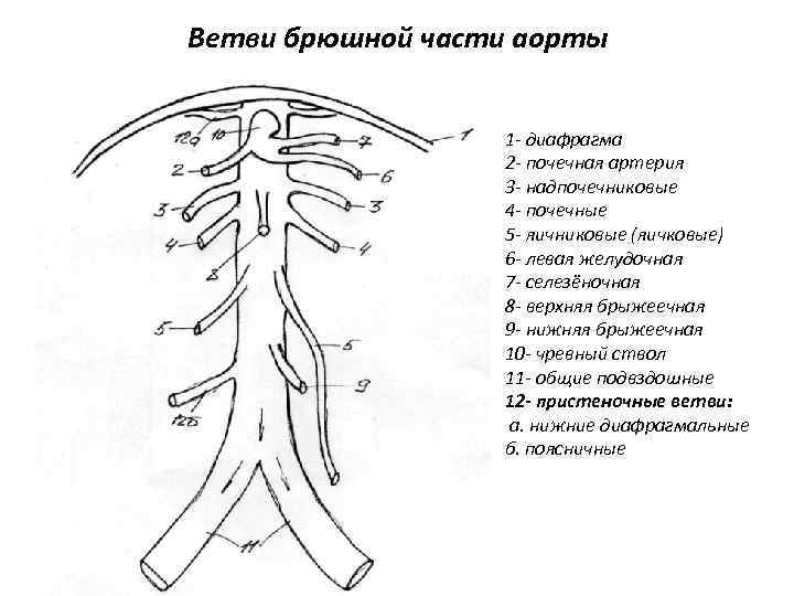 Ветви брюшной части аорты 1 - диафрагма 2 - почечная артерия 3 - надпочечниковые