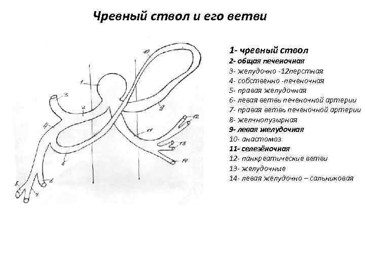 Чревный ствол и его ветви 1 - чревный ствол 2 - общая печеночная 3