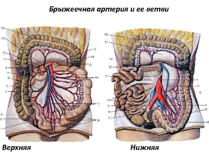 Брыжеечная артерия и ее ветви Верхняя Нижняя 