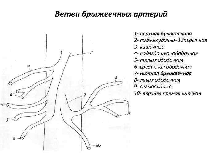 Ветви брыжеечных артерий 1 - верхняя брыжеечная 2 - поджелудочно- 12 перстная 3 -