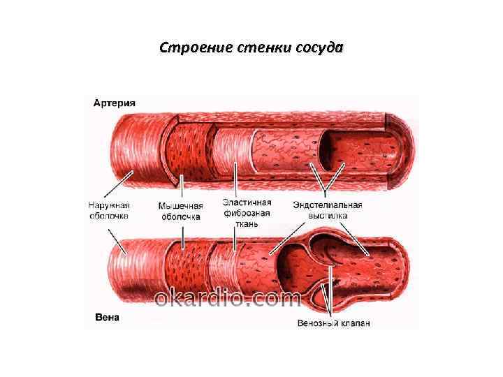 Строение стенки сосуда 