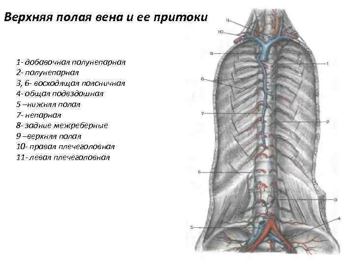 Верхняя полая вена и ее притоки 1 - добавочная полунепарная 2 - полунепарная 3,