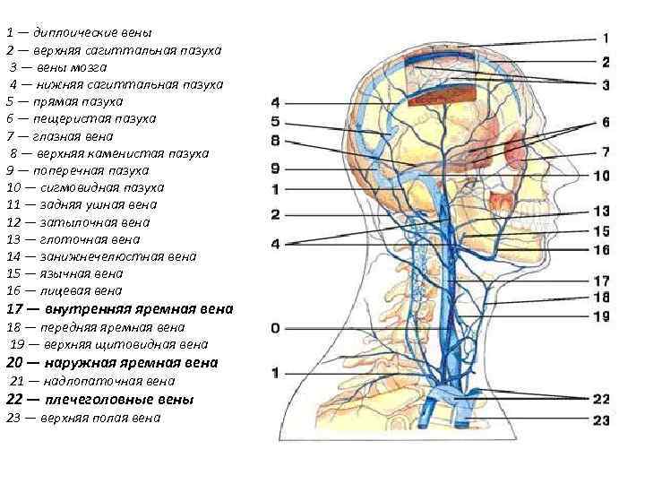 1 — диплоические вены 2 — верхняя сагиттальная пазуха 3 — вены мозга 4