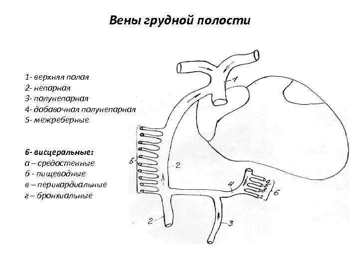 Вены грудной полости 1 - верхняя полая 2 - непарная 3 - полунепарная 4