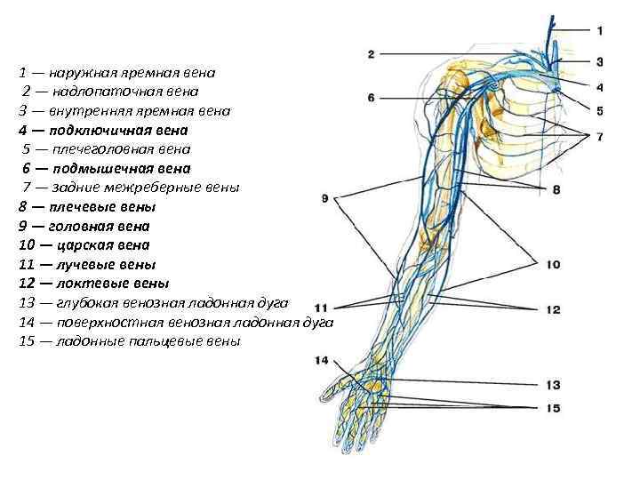 1 — наружная яремная вена 2 — надлопаточная вена 3 — внутренняя яремная вена