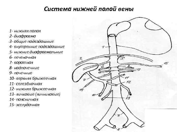 Система нижней полой вены 1 - нижняя полая 2 - диафрагма 3 - общие