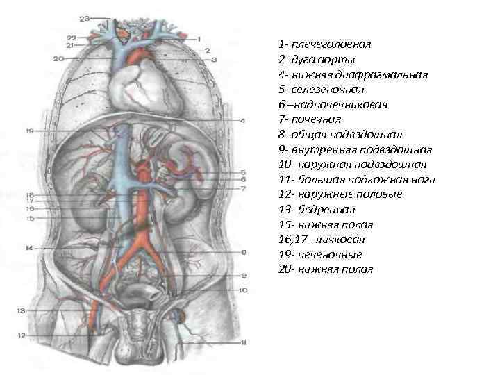 1 - плечеголовная 2 - дуга аорты 4 - нижняя диафрагмальная 5 - селезеночная