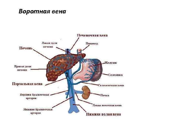 Воротная вена 