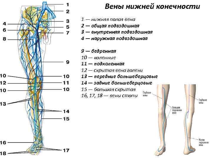 Вены нижней конечности 1 — нижняя полая вена 2 — общая подвздошная 3 —