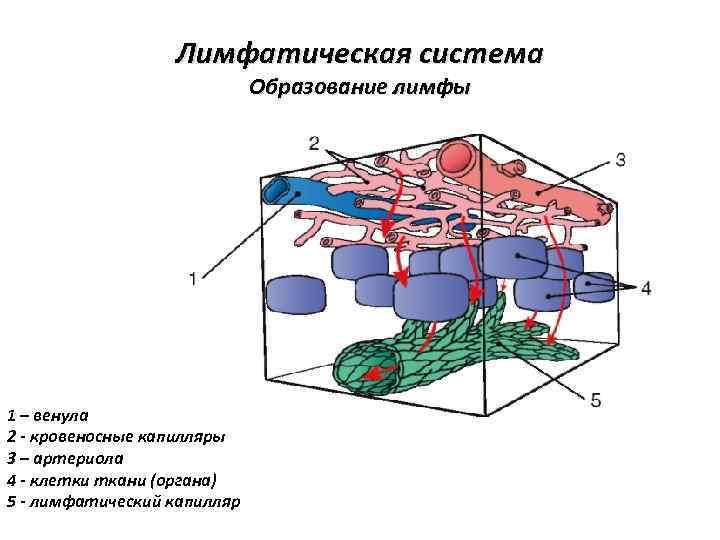 Лимфатическая система Образование лимфы 1 – венула 2 - кровеносные капилляры 3 – артериола