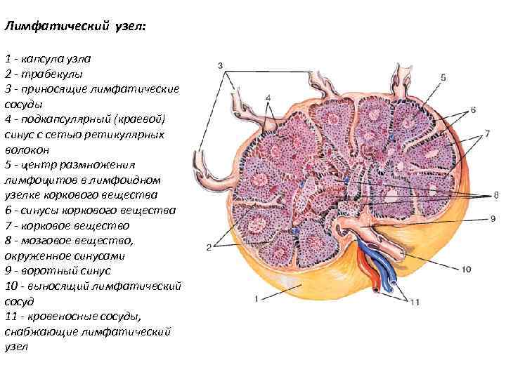 Лимфатический узел: 1 - капсула узла 2 - трабекулы 3 - приносящие лимфатические сосуды