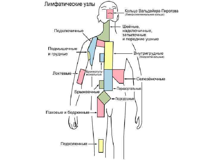 Лимфатический сосуд в большом круге кровообращения