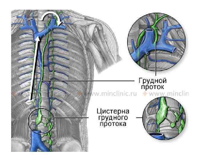 Лимфатический сосуд в большом круге кровообращения