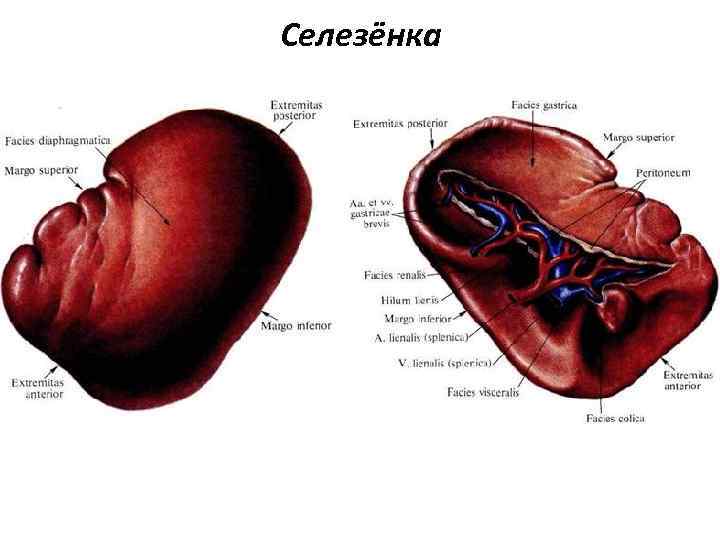 Селезёнка 