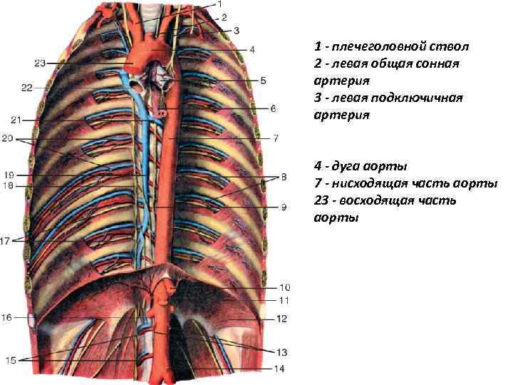 1 - плечеголовной ствол 2 - левая общая сонная артерия 3 - левая подключичная